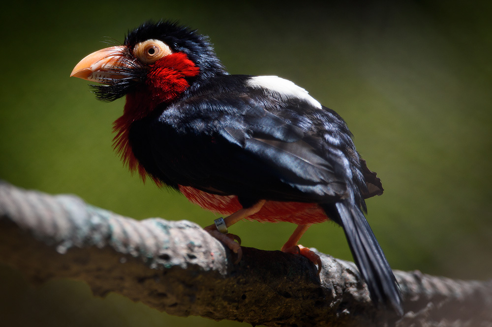 BeardedBarbet