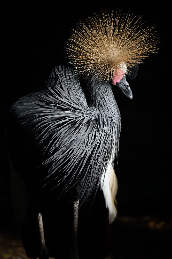 BlackCrownedCrane