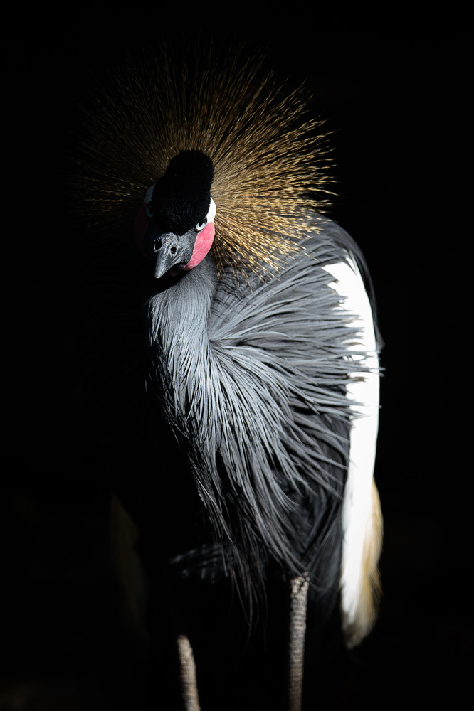 BlackCrownedCrane2