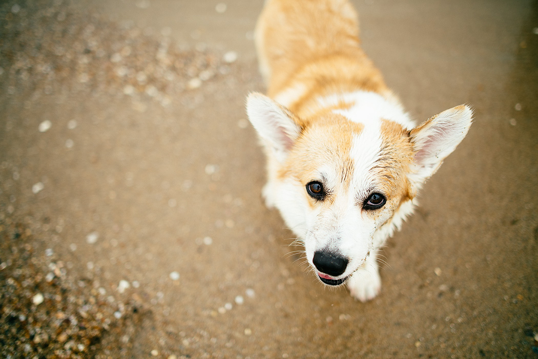 Corgie6