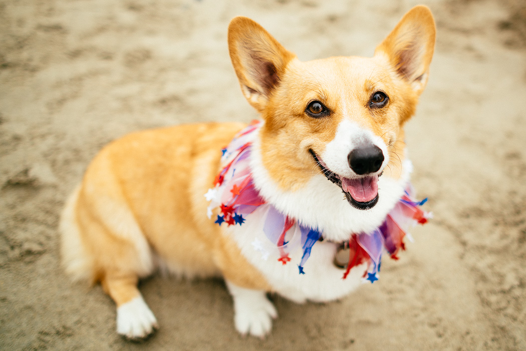 Corgie7